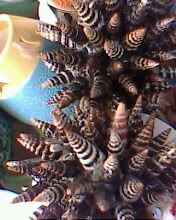 IMG0276A.jpg
