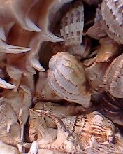IMG0278A.jpg