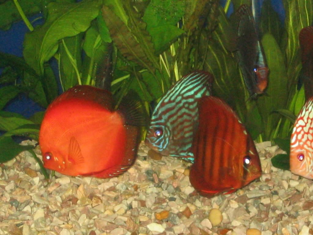 CichlidForum • DISCUS DISCUS DISCUS