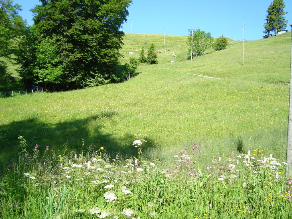 mountain flowers Pictures, Images and Photos