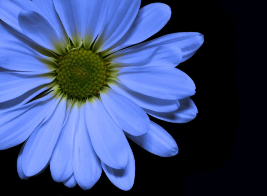 Light Blue Daisy