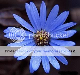 blue-aster-1.jpg picture by lstlight