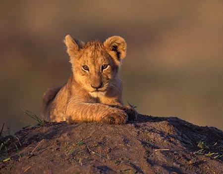https://i210.photobucket.com/albums/bb31/lulzhax/8lion-cub-mara.jpg